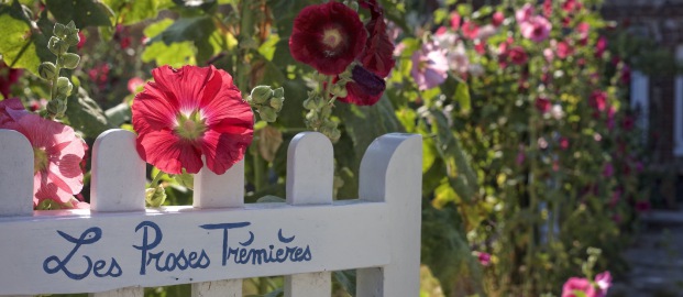 Les Proses Trémières - location maison Yport-Etretat